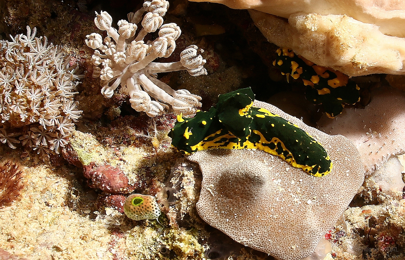 Raja Ampat 2016 - Notodoris ou Aegires  gardineri - Gardiners banana nudibranch - Nudibranche banane gardineri - IMG_4871_rc.jpg